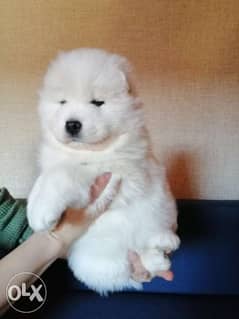 Pedigree samoyed hot sale