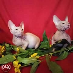 Availabile NOW Top Imported Don Sphinx kittens 0