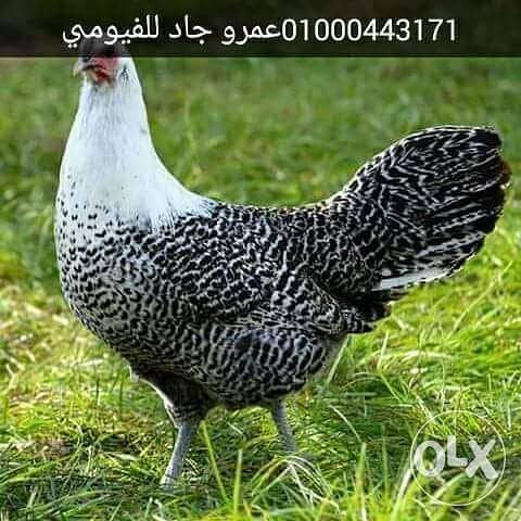 دجاج فيومي أصلي وجميزه أصلي 1