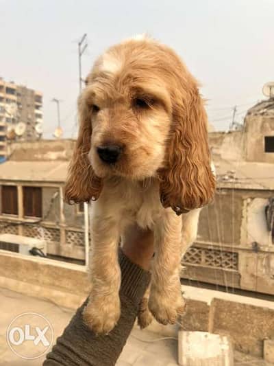 Olx cocker sale spaniel for sale