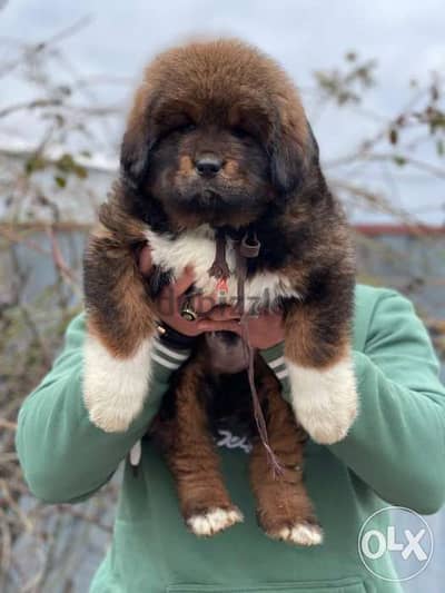 Imported tibetan mastiff from best kennels in Europe,FASTEST delivery