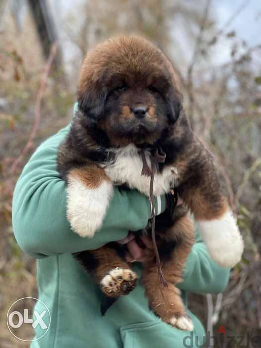 Imported tibetan mastiff from best kennels in Europe,FASTEST delivery 1