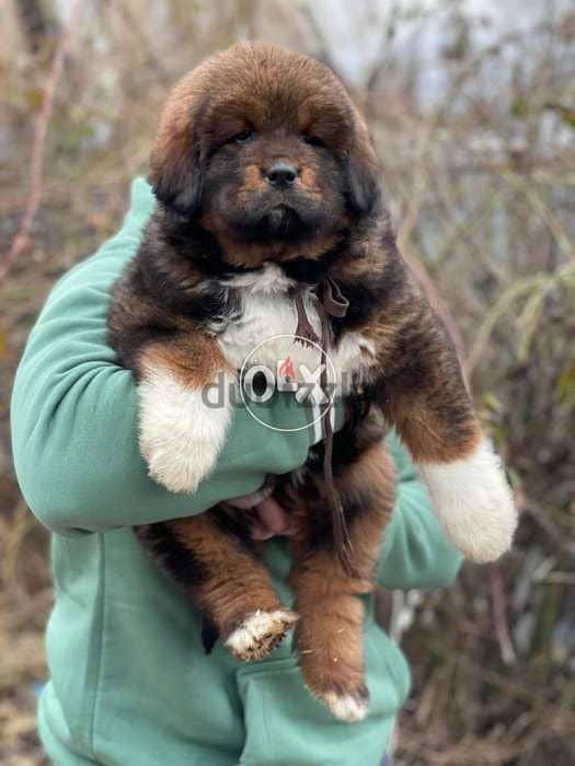 Imported tibetan mastiff from best kennels in Europe,FASTEST delivery 2