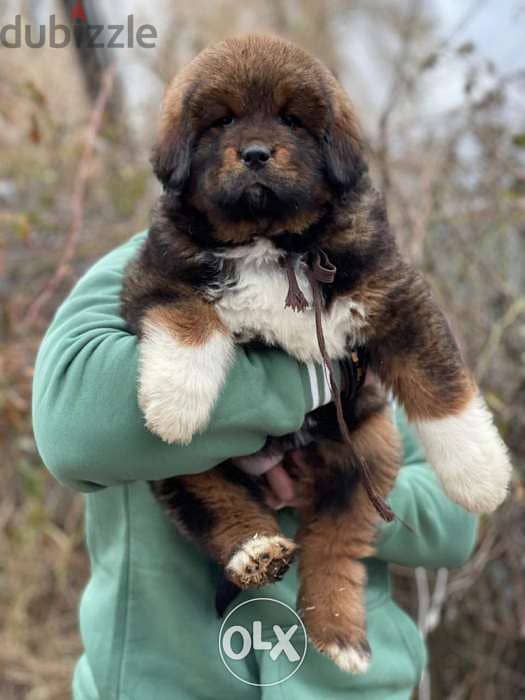 Imported tibetan mastiff from best kennels in Europe,FASTEST delivery 3