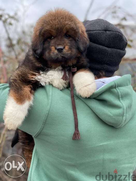 Imported tibetan mastiff from best kennels in Europe,FASTEST delivery 4