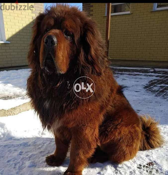 Imported tibetan mastiff from best kennels in Europe,FASTEST delivery 5