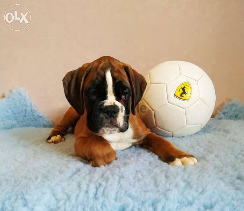 Imported champion bloodline boxer puppies from best kennels in Europe 0