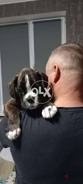 Imported champion bloodline boxer puppies from best kennels in Europe 1