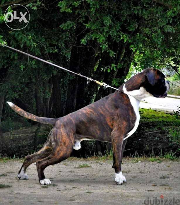 Imported champion bloodline boxer puppies from best kennels in Europe 3