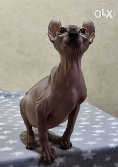 Male Sphinx Cat From Europe WCF 0