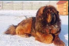 Tibetan mastif 0