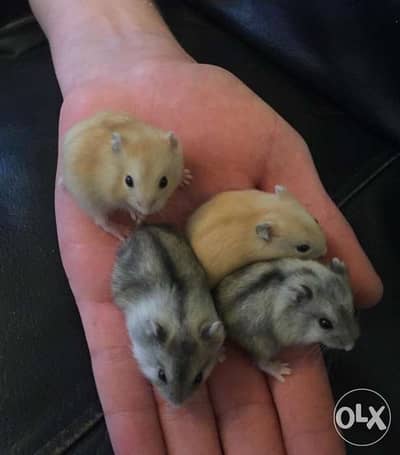 russian dwarf hamster هامستر روسي قزم