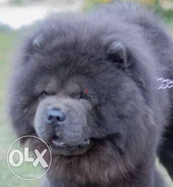 متاح جراوي تشاو تشاوchow chow كل الألوان مستويات تفوق المستورد 5