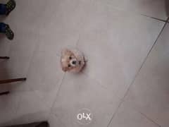 كلبة بيكونيز بنوتة قمر 0