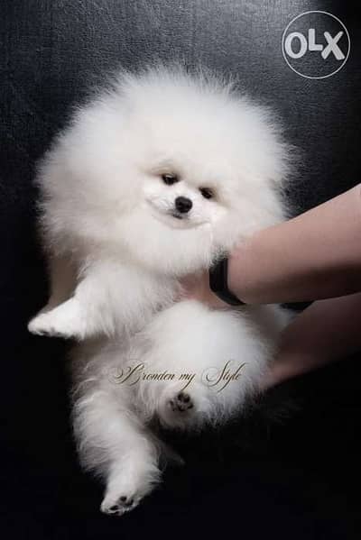 pomeranian