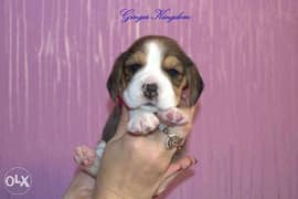 Amazing Quality. European Beagle puppies 0