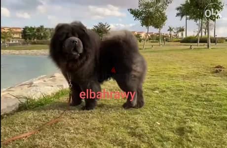 للجواز فقط أجمل ذكور تشاو تشاو chow chow مستوردين من روسيا ومعاهم fci