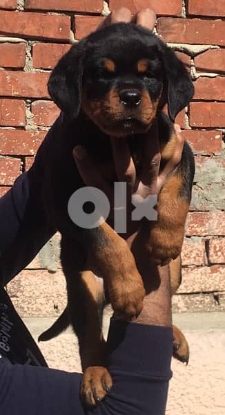 Female’s  Rottweiler