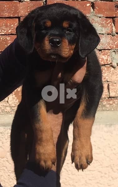 Female’s  Rottweiler 1