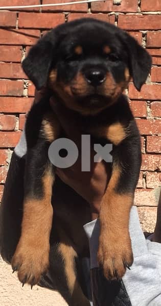 Female’s  Rottweiler 2