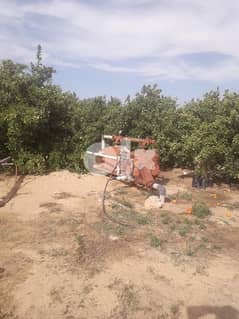 ارض زراعية مميزة بها شجر برتقال مثمر (بالقرب من اسكندرية الصحراوي) 0