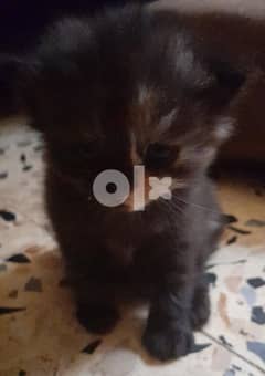 قطة طفرة  kitten هيمالايا 0