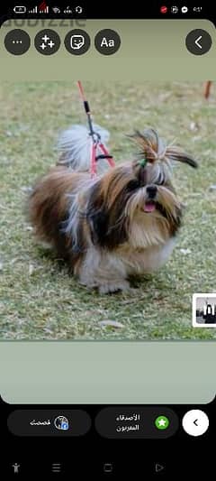 Shihtzu male for mating only

احلي ولد شيتزو للزواج فقط