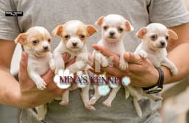 mini chihuahua puppies /جراوي ميني شيواوا مستوي عالي 0