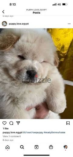 most beautiful chow Chow puppies High quality