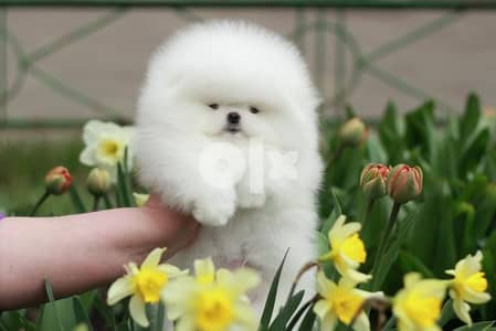 pomeranian puppy