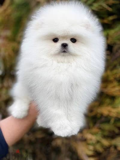 pomeranian puppy top quality بوميرينيان