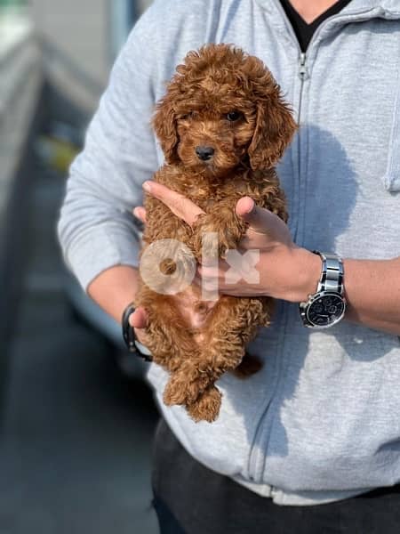 Toy poodle 2