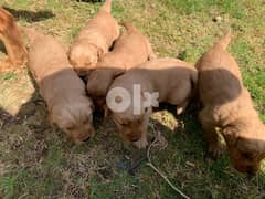 pure male and female golden retriever puppies 30 days 0