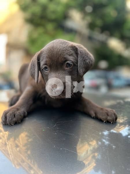 pure chocolate labrador female 50 days 0