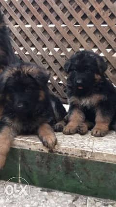 German Shepherd puppies for saleجراوي جرمن شيبرد للبيع 0