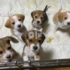 Beagle puppies بيجل 0