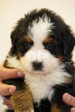Bernese Mountain Dog Imported parents 0