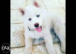 White husky puppies for sale imported parents 0