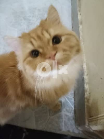 للتبني