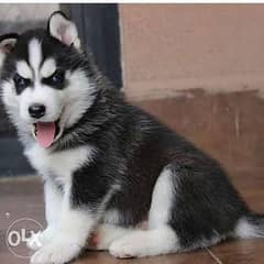 Husky puppies for sale imported parents 0