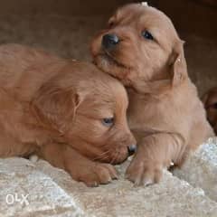 Best Golden Retriever puppies in Egypt اعلي جراوي جولدن في مصر 0