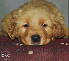 golden retriever puppies for sale. . top quality 0