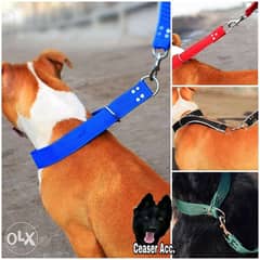 Ceaser Accessories For dogs 0