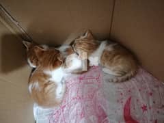 Kittens for adoption - قطط صغيره للتبني 0