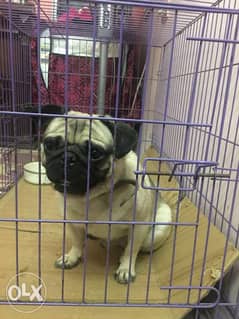 pug for mating 0