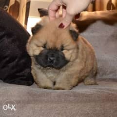 ChowChow puppies for sale very high qualification 0