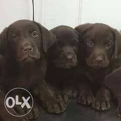 Chocolate Labrador Retriever puppies 0