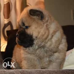 Chowchow puppies for sale 0