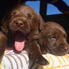 Chocolate Labrador puppies 0