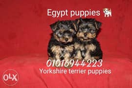 Yorkshire terrier puppies 0